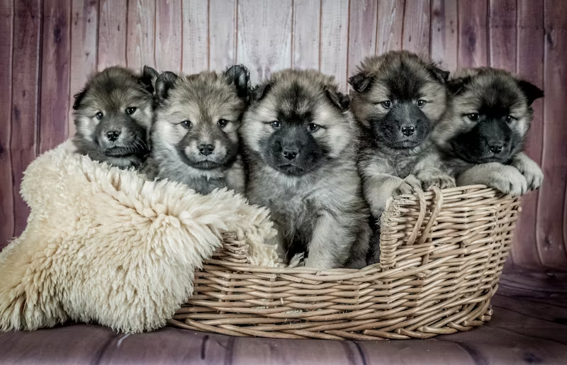 5 week old Eurasier puppies in a basket, 5 puppies.